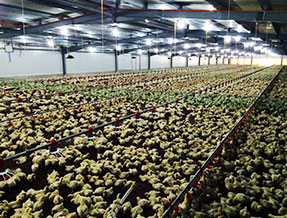Philippines Poultry house