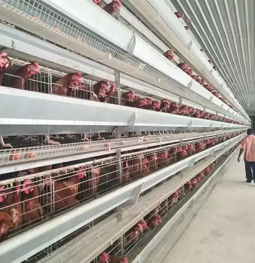 Chicken Farm Project